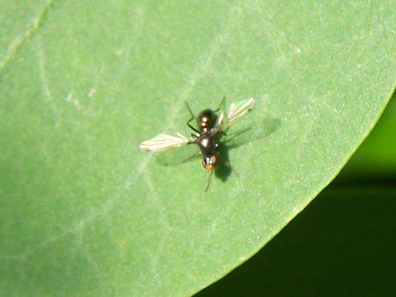 Sepsis sp. (Sepsidae)