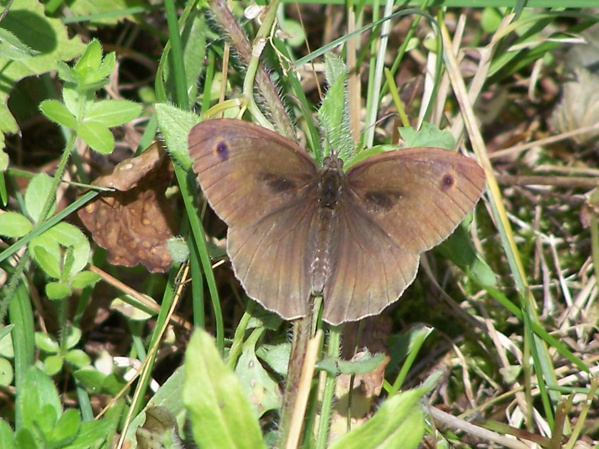 Maniola jurtina, Nymphalidae