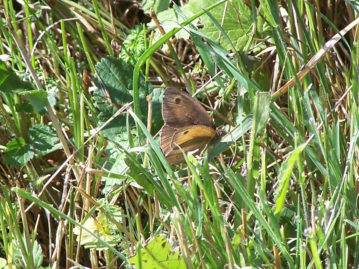 Maniola jurtina, Nymphalidae