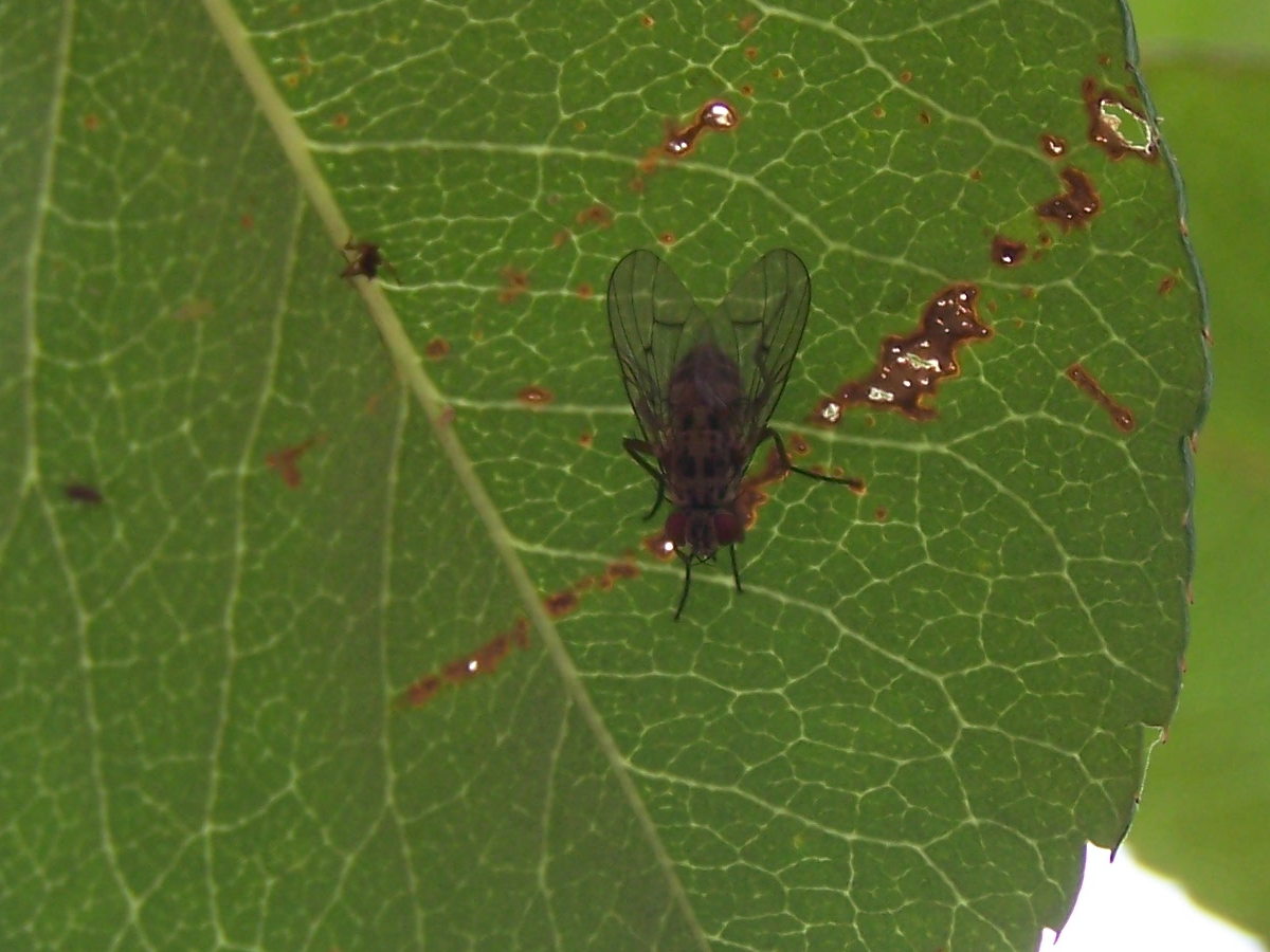 Muscidae:  Helina sp., femmina