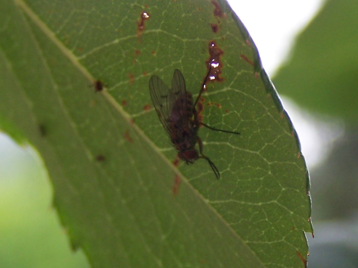 Muscidae:  Helina sp., femmina