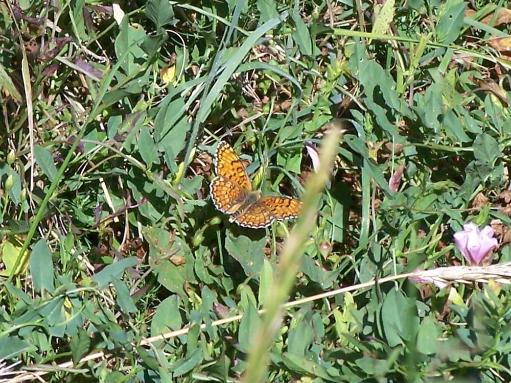 Melitaea phoebe, Nymphalidae