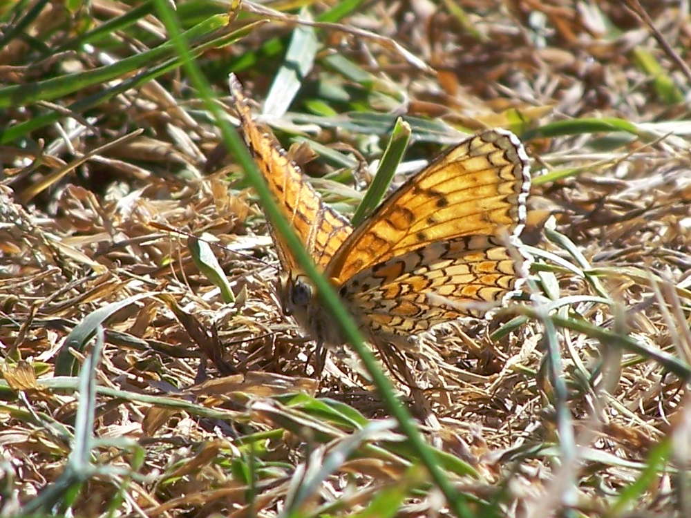 Melitaea phoebe, Nymphalidae