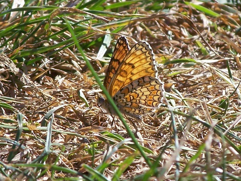 Melitaea phoebe, Nymphalidae