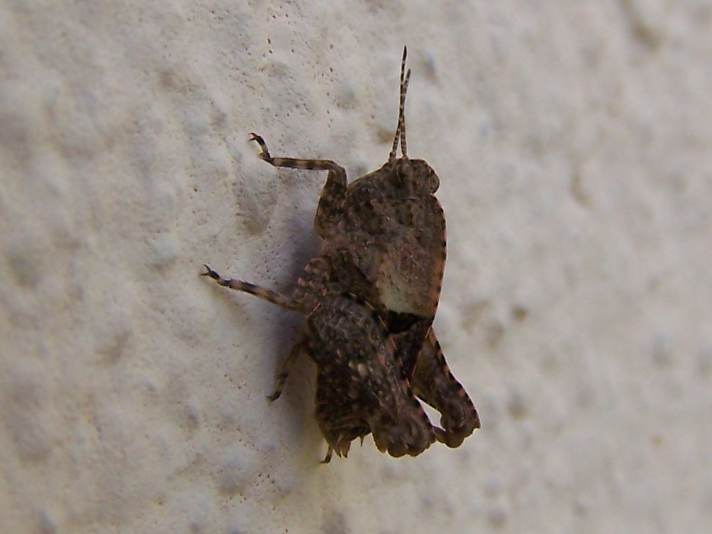 Ortottero militare: Tetrigidae: Tetrix bipunctata