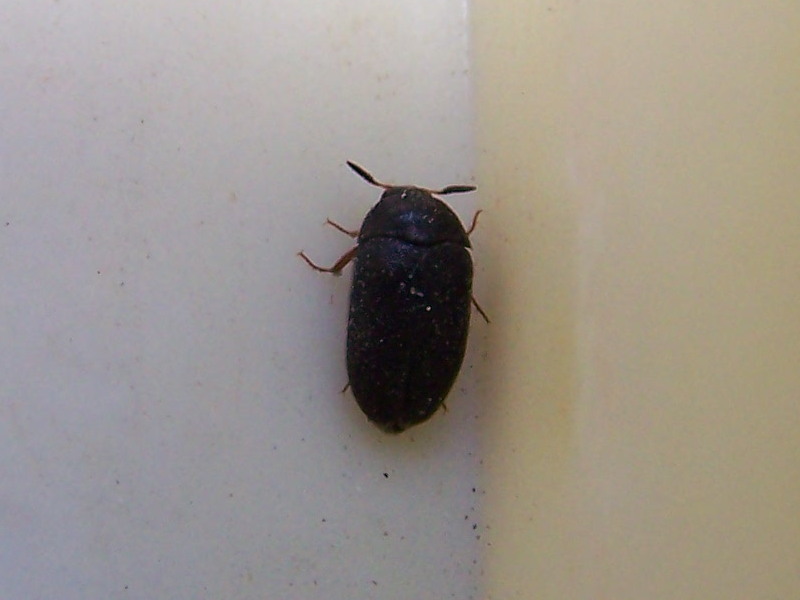 Attagenus sp, Dermestidae