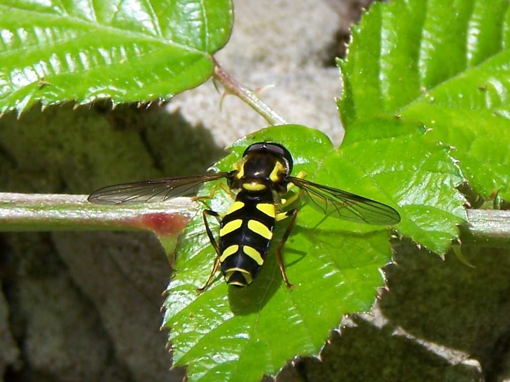 Syrphidae sui lepini: Xanthogramma pedissequum maschio