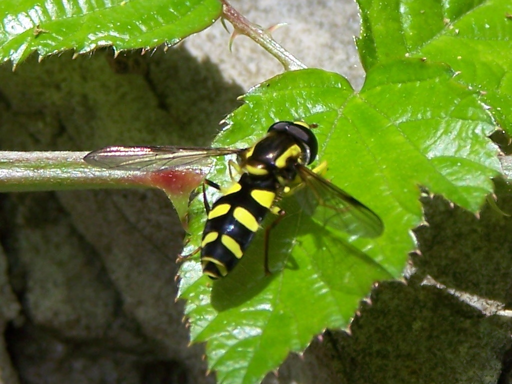 Syrphidae sui lepini: Xanthogramma pedissequum maschio