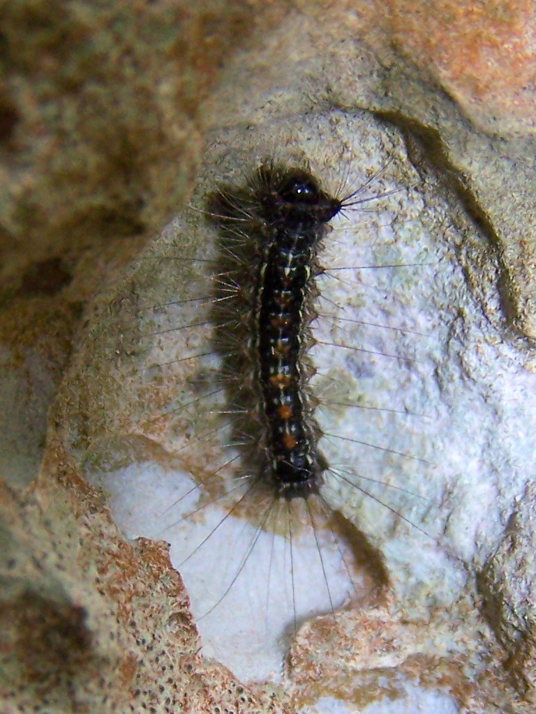 bruco sui lepini:  Lymantria dispar - Erebidae