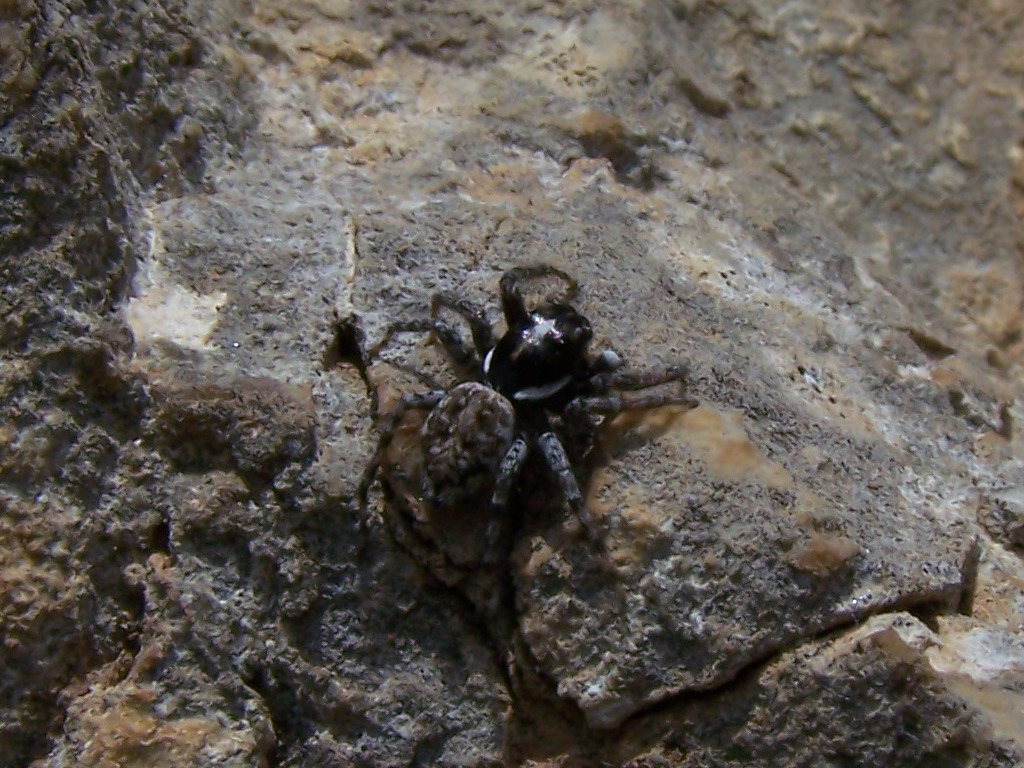 Salticidae:  Menemerus semilimbatus, maschio - Monti Lepini (Lazio)