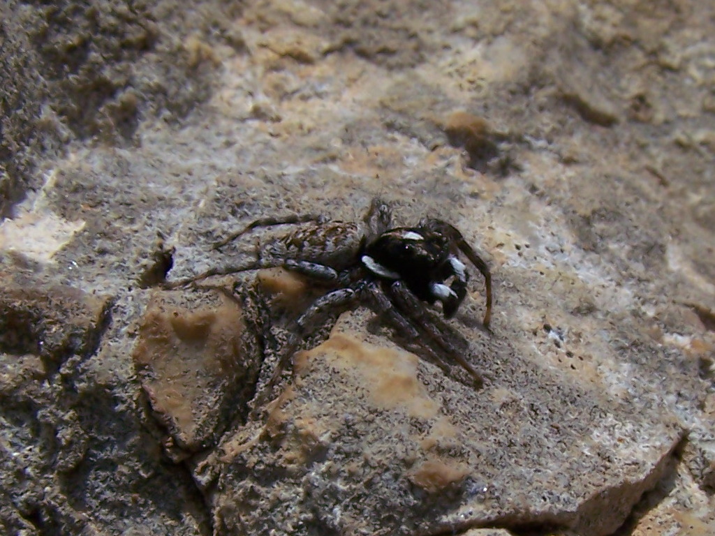 Salticidae:  Menemerus semilimbatus, maschio - Monti Lepini (Lazio)