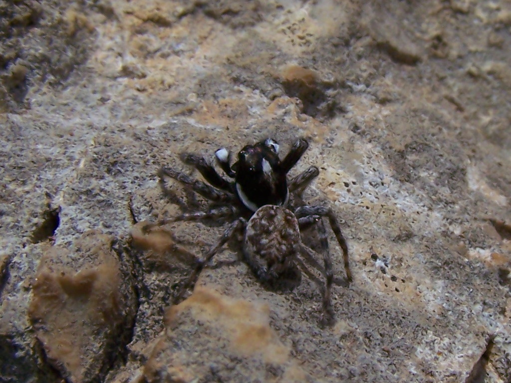 Salticidae:  Menemerus semilimbatus, maschio - Monti Lepini (Lazio)