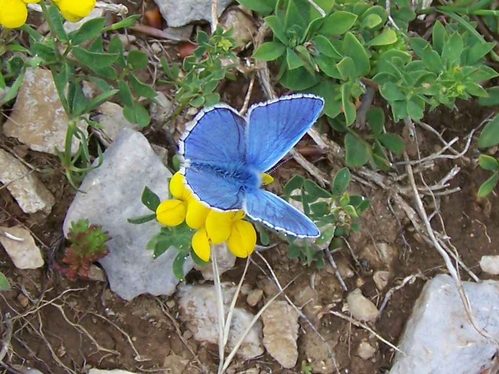 Lycaenidae sui lepini - Polyommatus (Lysandra) bellargus