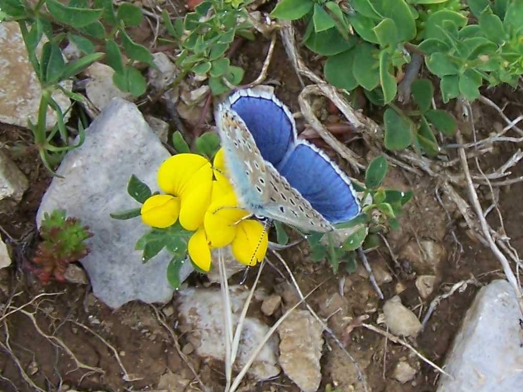 Lycaenidae sui lepini - Polyommatus (Lysandra) bellargus