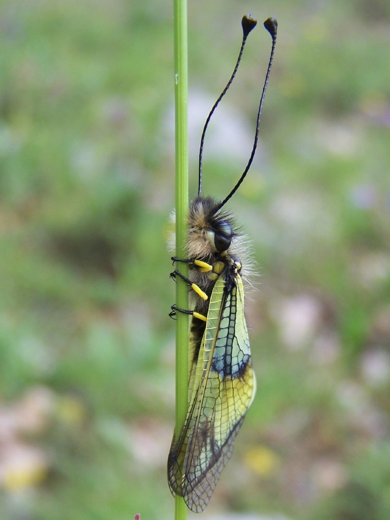 Libelloides lacteus dei Monti Lepini