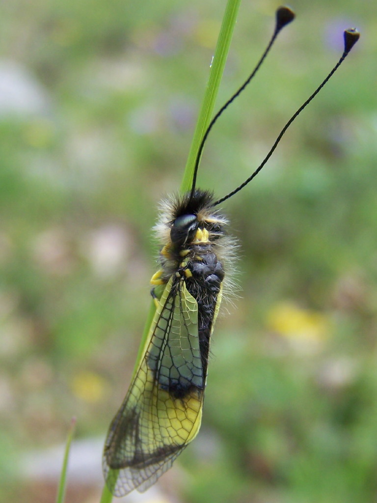 Libelloides lacteus dei Monti Lepini