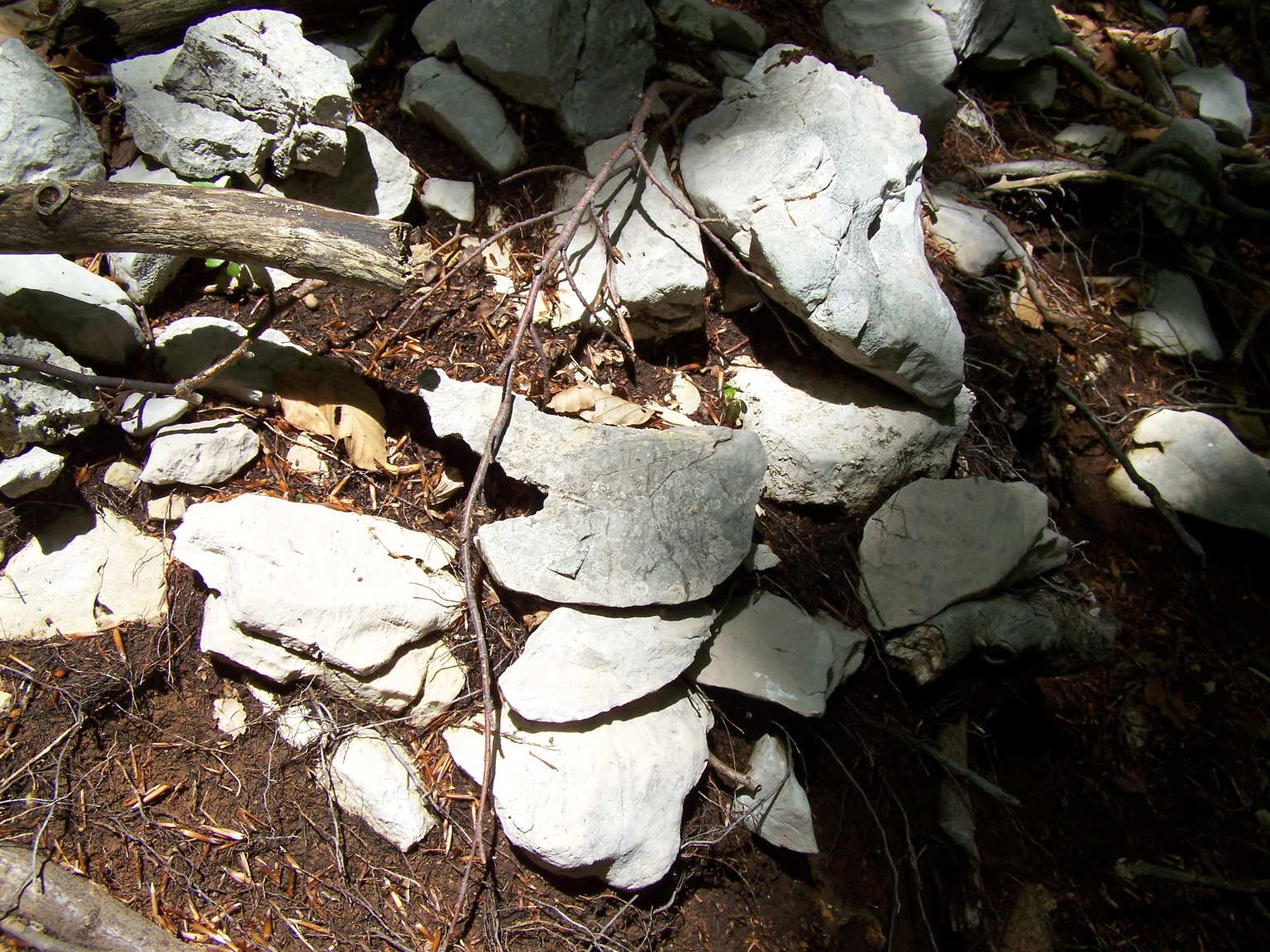 Catocala? No, Geometridae, cfr. Coenotephria sp.