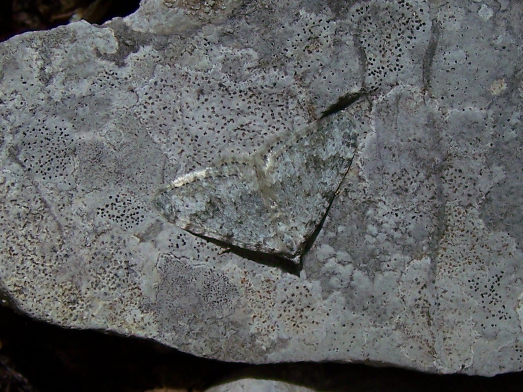 Catocala? No, Geometridae, cfr. Coenotephria sp.