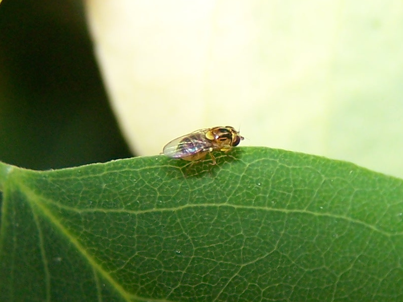 altra Drosophila? No, Chloropidae: cfr. Chlorops sp.