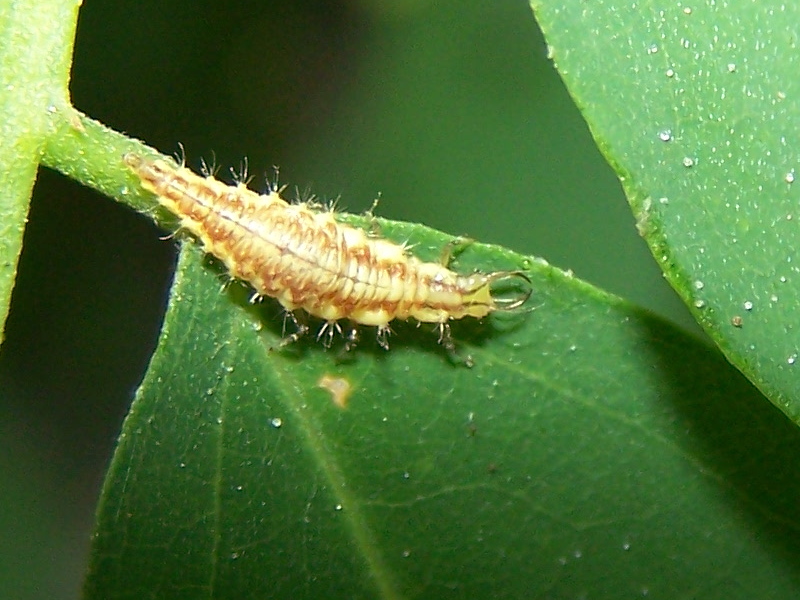 larva di Chrysoperla sp. (Chrysopidae)