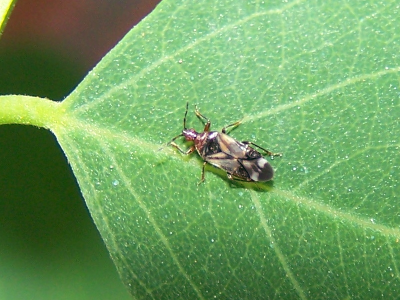 Anthocoridae:  Anthocoris nemoralis