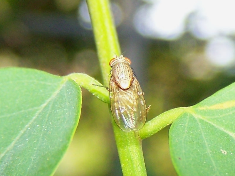 Minettia sp. (Lauxaniidae)