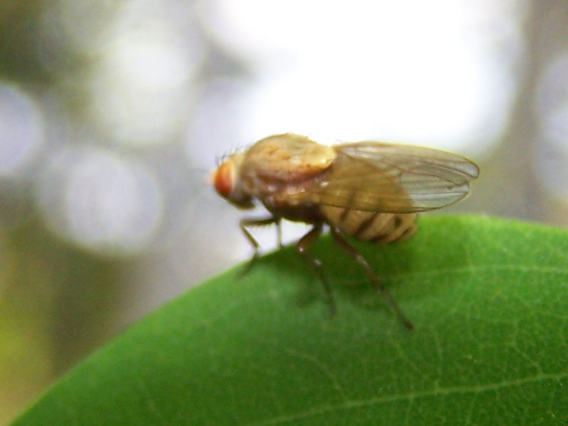 Minettia sp. (Lauxaniidae)