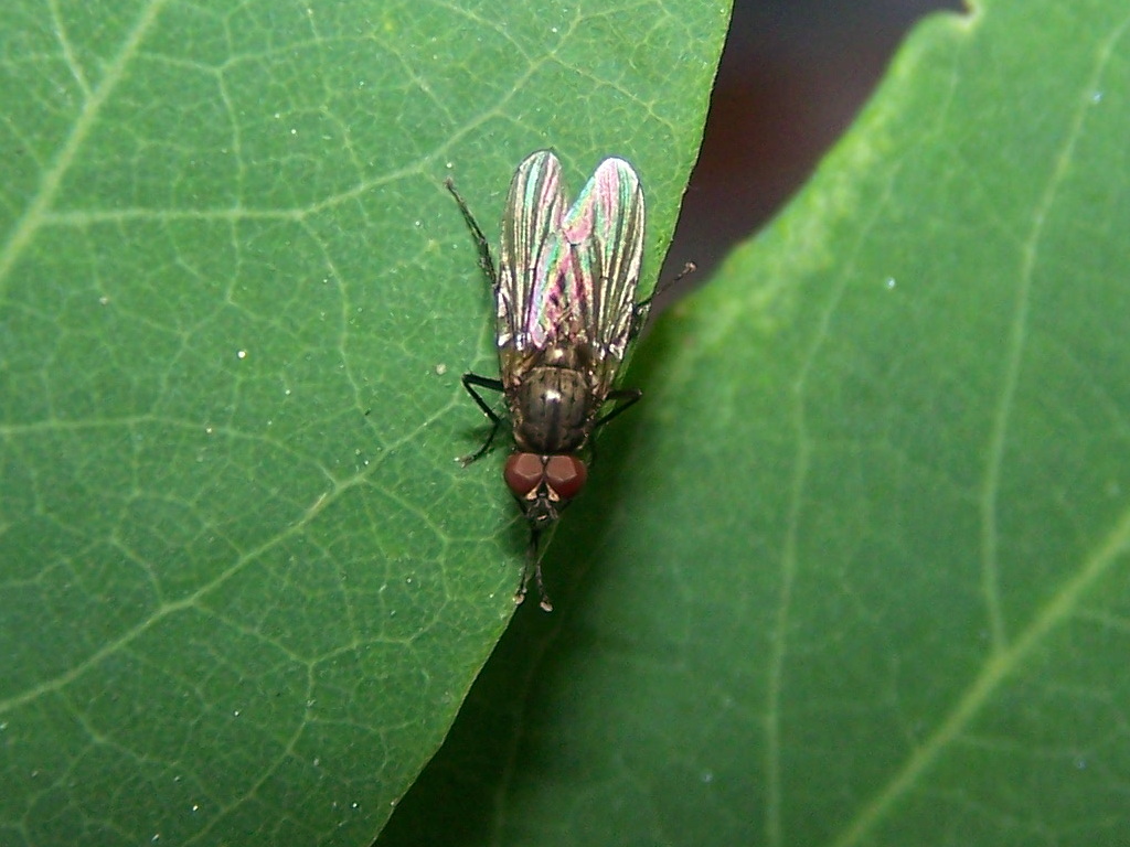 mosca dagli occhi rossi: maschio di Antomyiidae