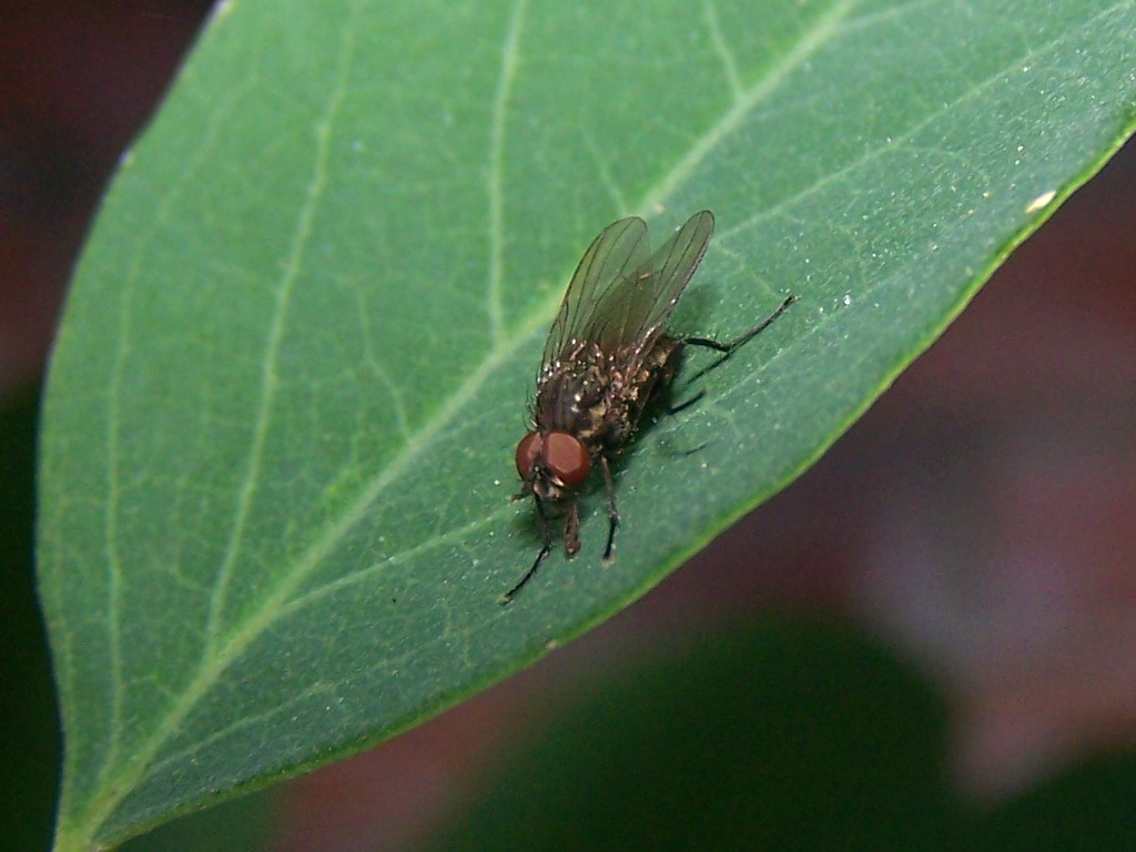 mosca dagli occhi rossi: maschio di Antomyiidae