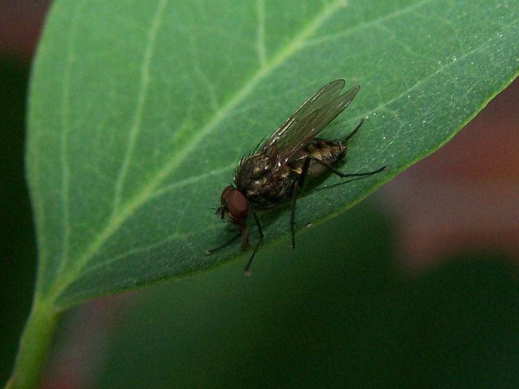 mosca dagli occhi rossi: maschio di Antomyiidae