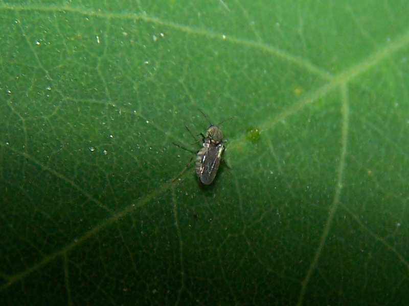 piccolo dittero a righe:  Ceratopogonidae femmina: cfr. Dasyhelea sp.