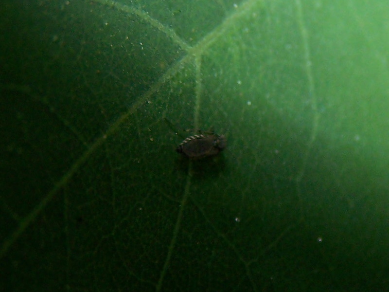 piccolo dittero a righe:  Ceratopogonidae femmina: cfr. Dasyhelea sp.