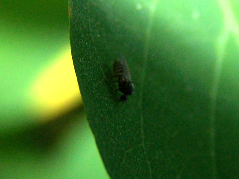 piccolo dittero a righe:  Ceratopogonidae femmina: cfr. Dasyhelea sp.