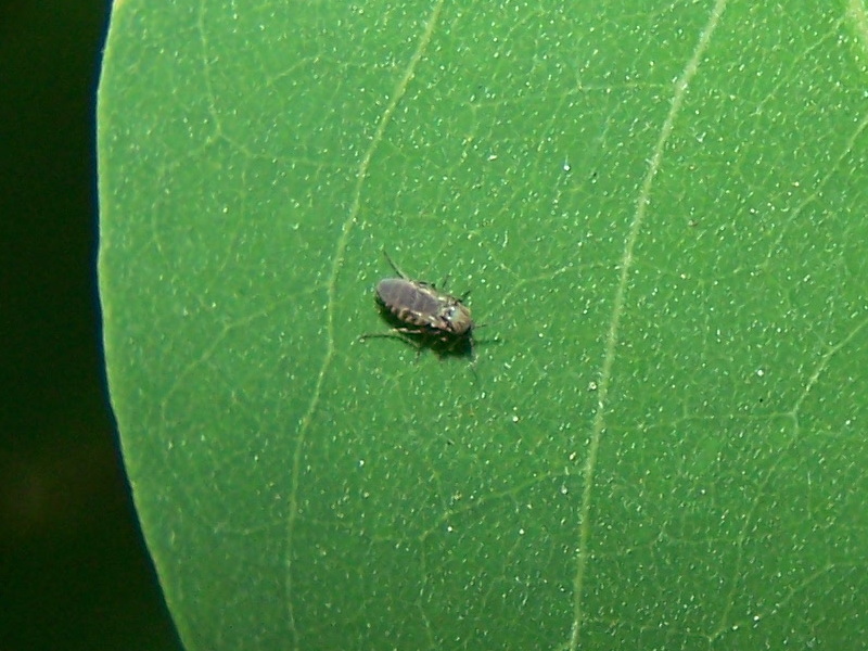 piccolo dittero a righe:  Ceratopogonidae femmina: cfr. Dasyhelea sp.