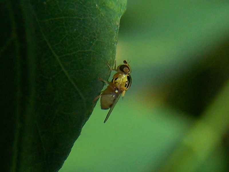 altra Drosophila? No, Chloropidae: cfr. Chlorops sp.