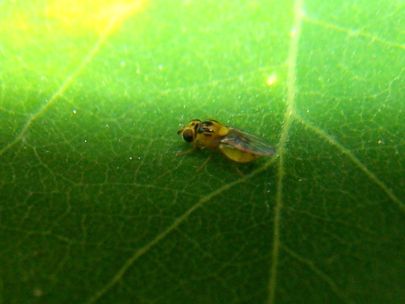 altra Drosophila? No, Chloropidae: cfr. Chlorops sp.