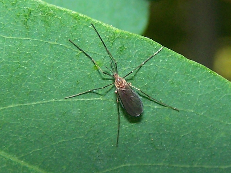 moscerino (famiglia Cecidomyiidae)