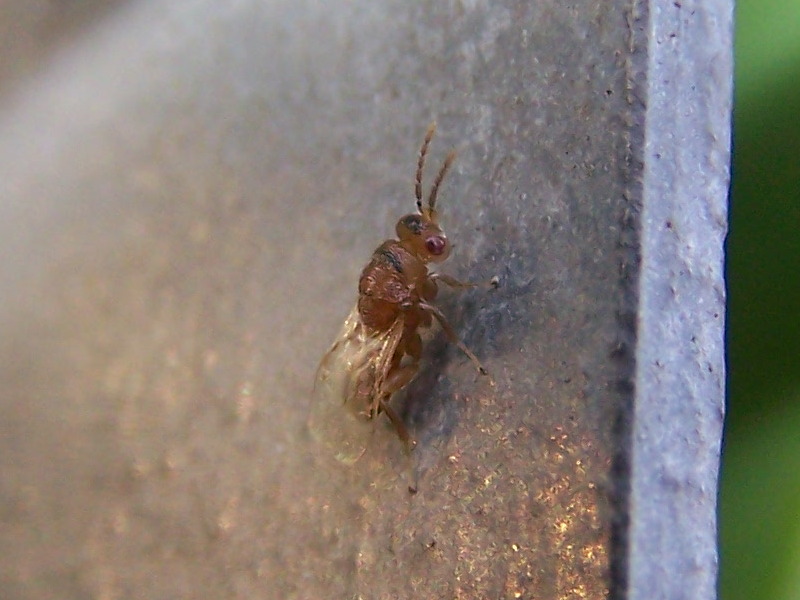 piccolo imenottero  (cfr. Pteromalidae ??)