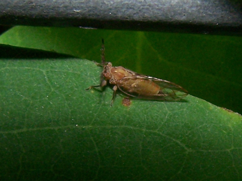 Cixiidae?