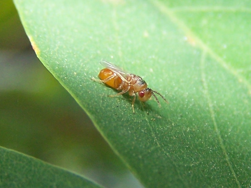 piccolo imenottero  (cfr. Pteromalidae ??)