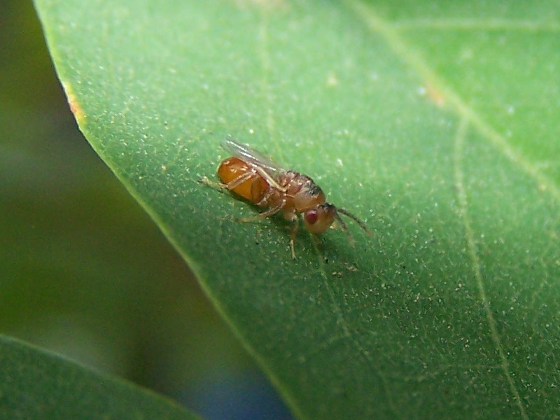 piccolo imenottero  (cfr. Pteromalidae ??)