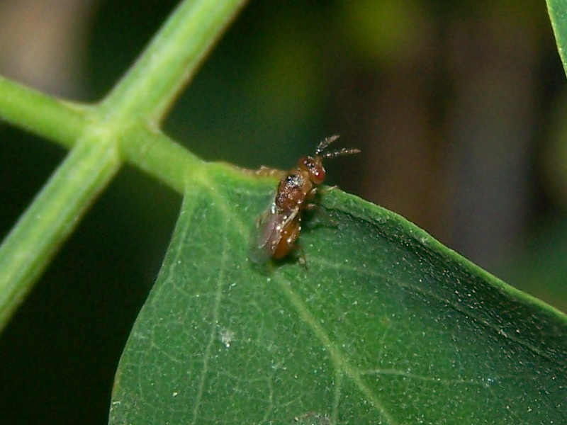 piccolo imenottero  (cfr. Pteromalidae ??)