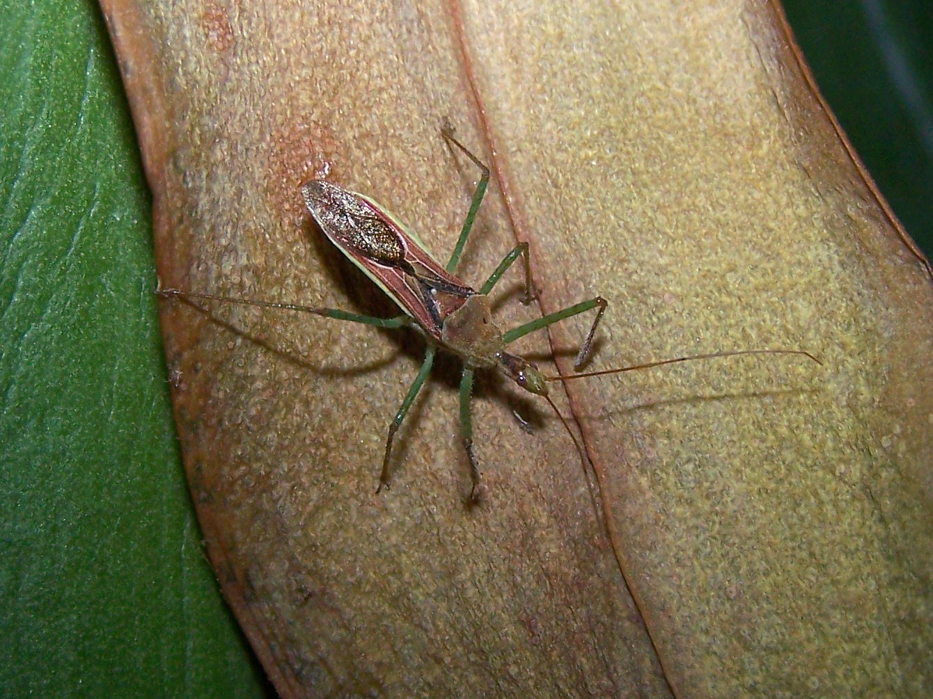 Reduviidae: Zelus renardii, ninfa di Roma centro