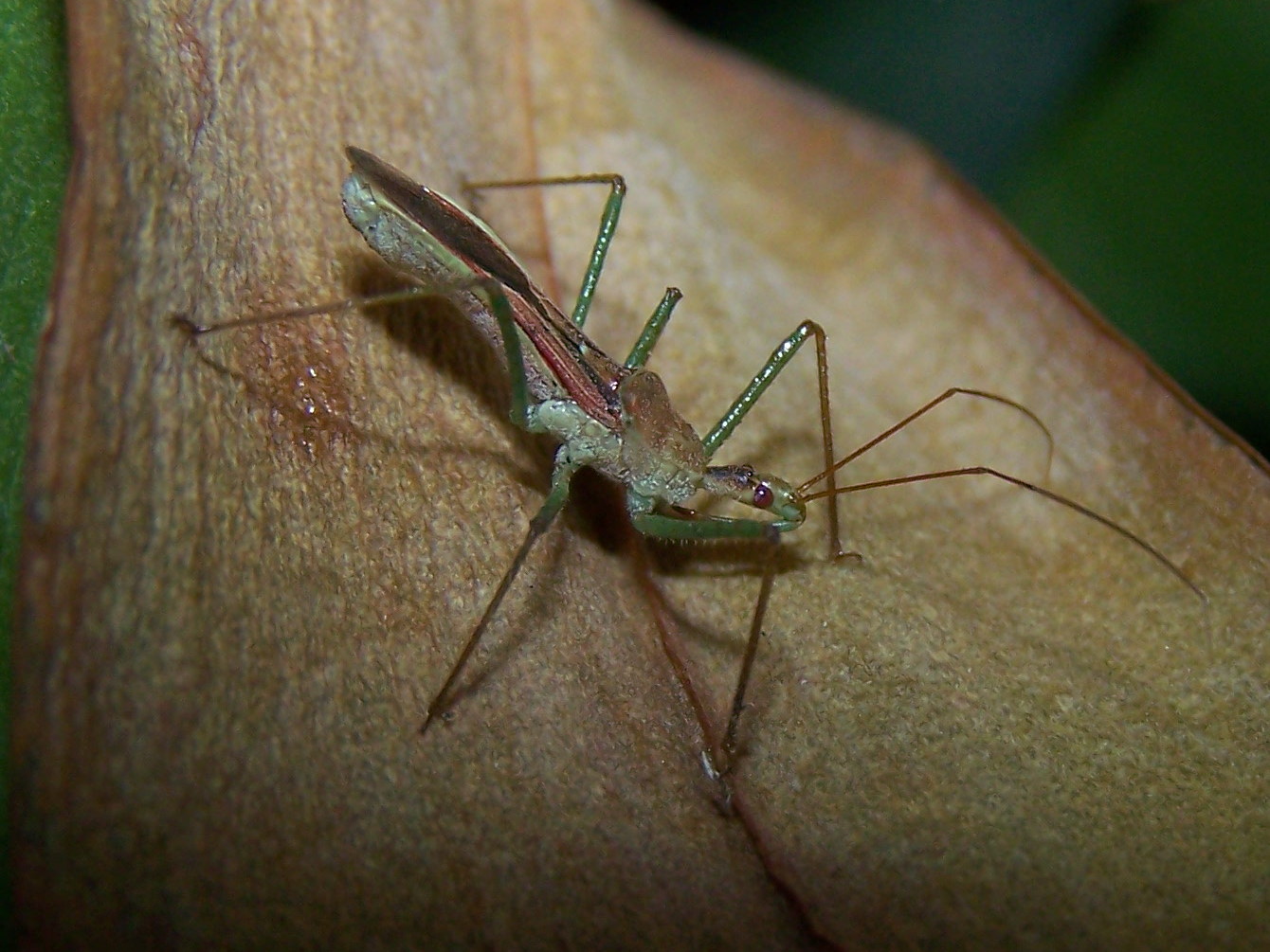 Reduviidae: Zelus renardii, ninfa di Roma centro