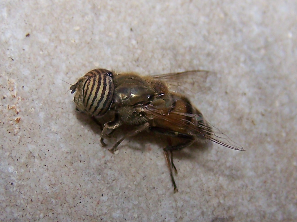 quelli che non ce l''hanno fatta: Eristalinus taeniops, maschio (Syrphidae)