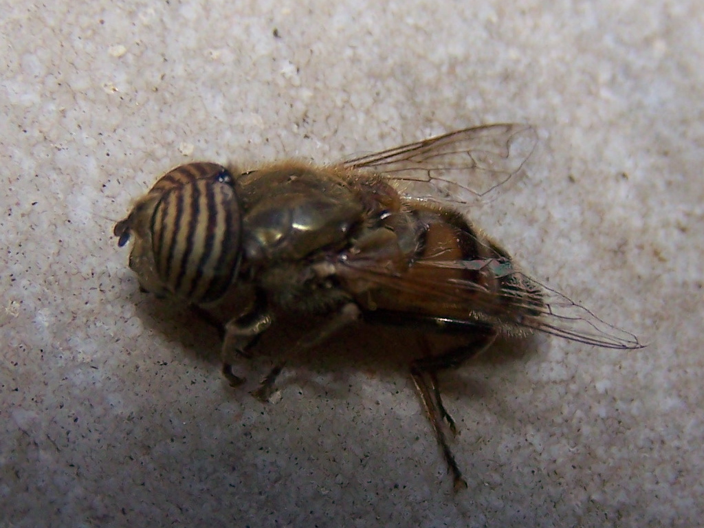 quelli che non ce l''hanno fatta: Eristalinus taeniops, maschio (Syrphidae)