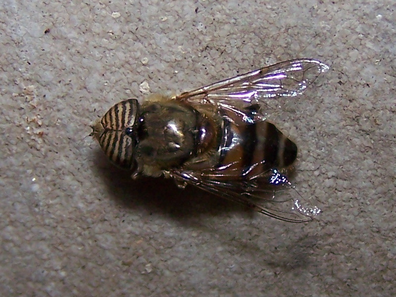 quelli che non ce l''hanno fatta: Eristalinus taeniops, maschio (Syrphidae)