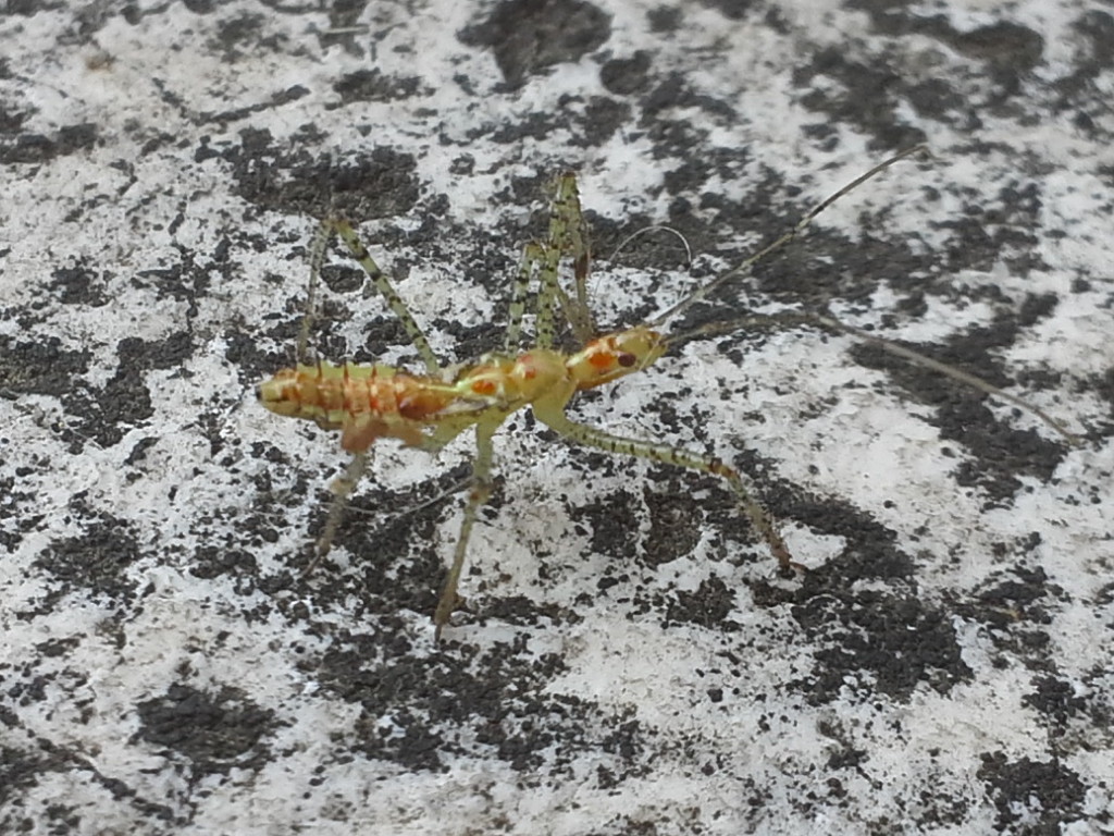 Reduviidae: Zelus renardii, ninfa di Roma centro