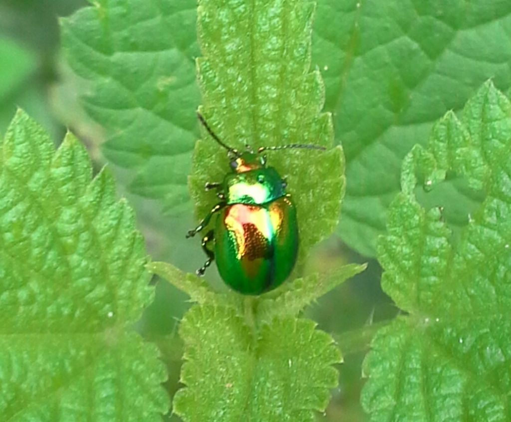 Chrysolina