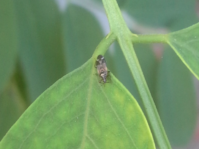 Anthocoridae:  Anthocoris nemoralis